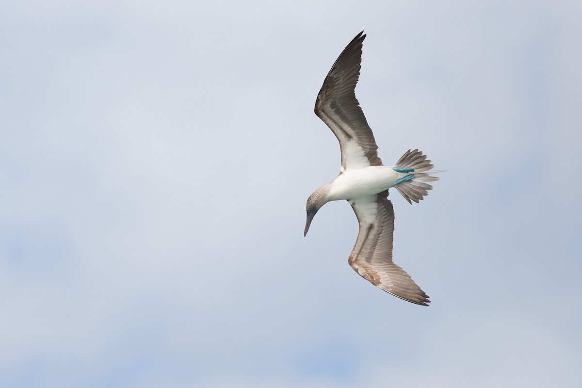 Blue-footed Booby - ML52524181