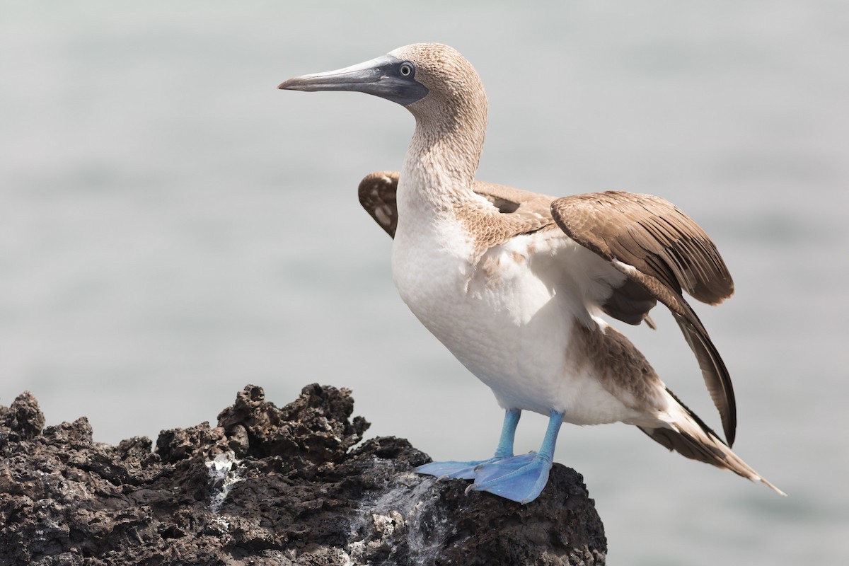 Blue-footed Booby - ML52524191