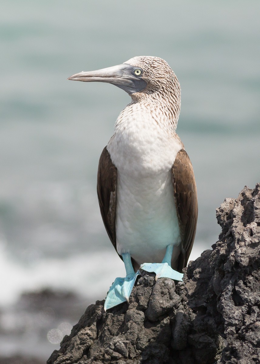 Blue-footed Booby - ML52524201