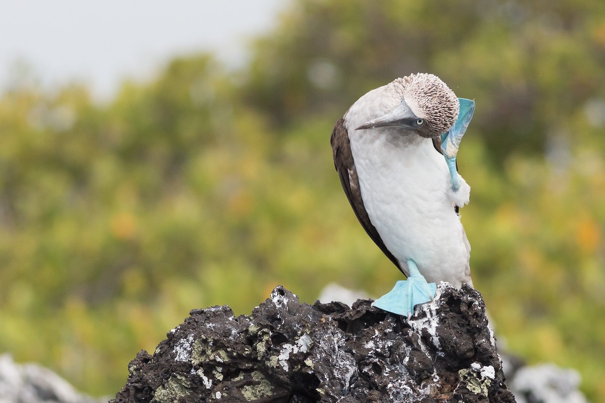Blue-footed Booby - ML52524211