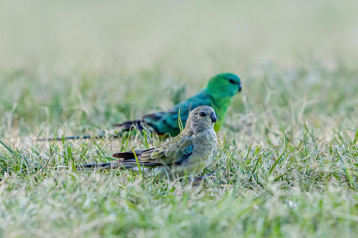 Red-rumped Parrot - ML525244371