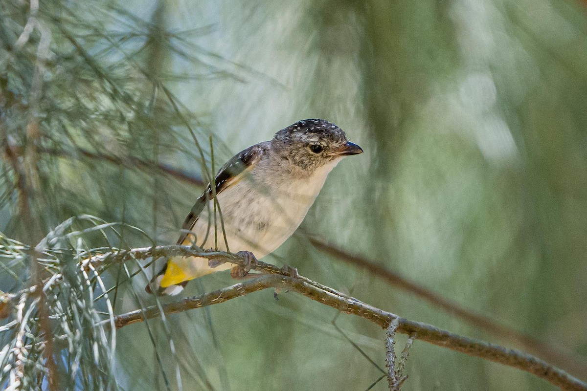 Spotted Pardalote - ML525244891