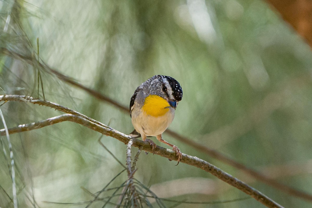 Spotted Pardalote - ML525244901