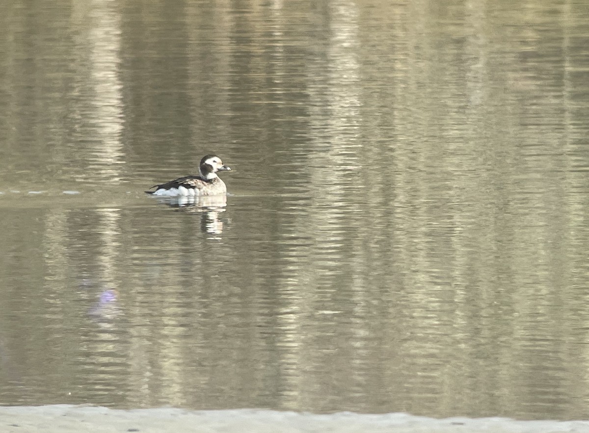 Long-tailed Duck - ML525244981