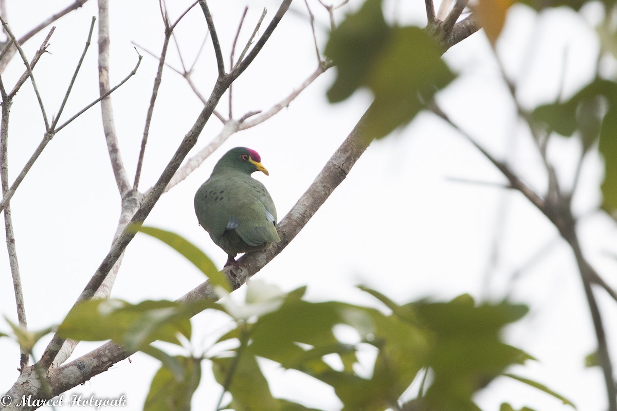 White-breasted Fruit-Dove - ML525247701