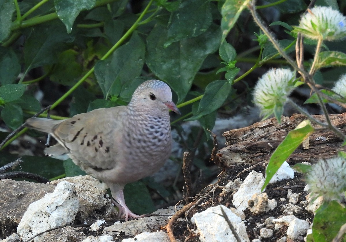 Common Ground Dove - Carlos Mancera (Tuxtla Birding Club)