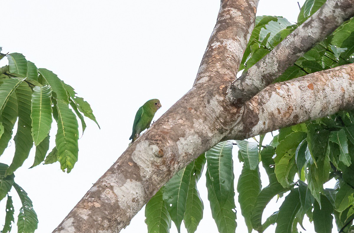 Yellow-capped Pygmy-Parrot - ML525256291