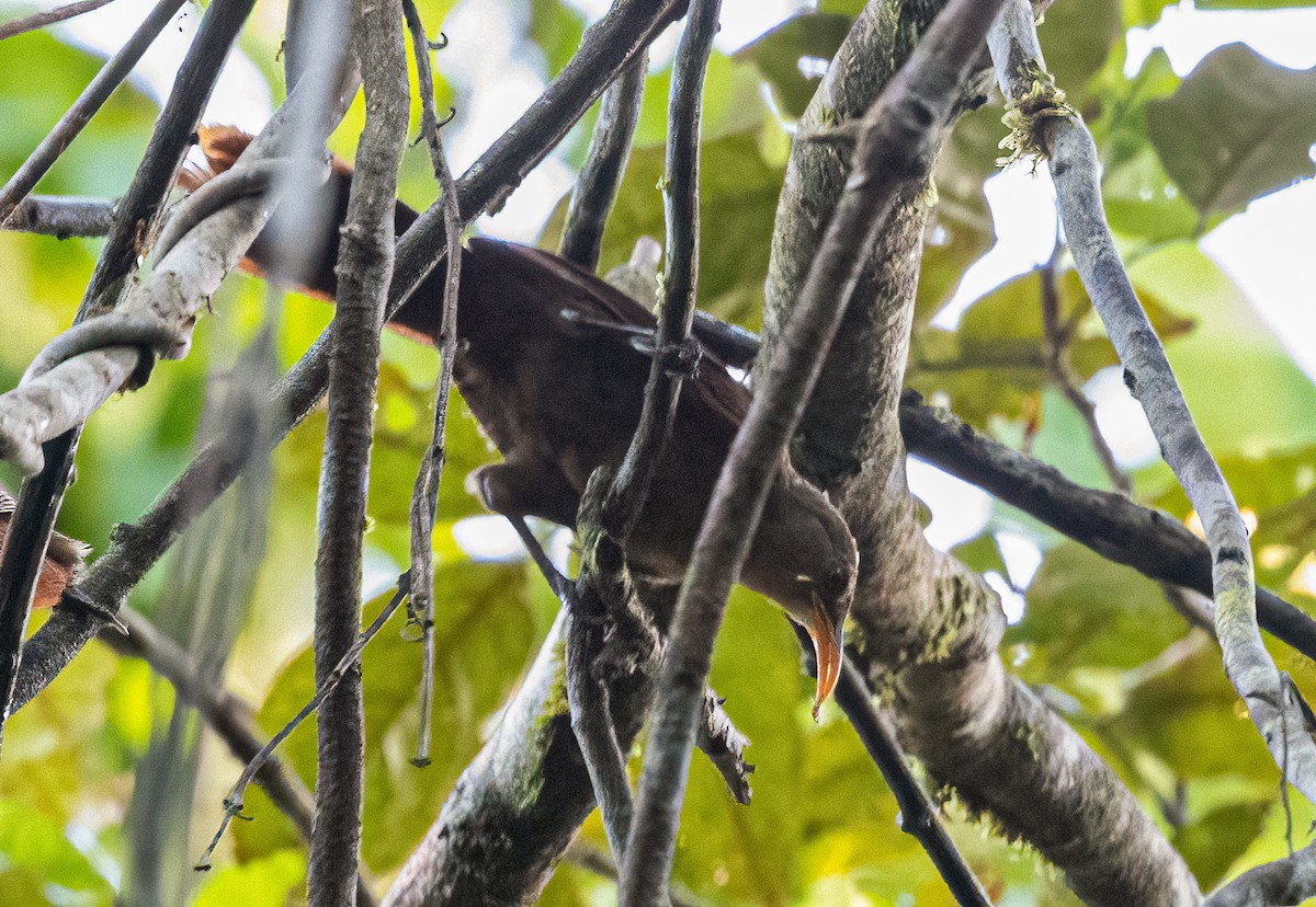 Papuan Babbler - ML525258401