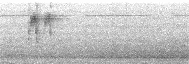 blåstrupet flaggermuspapegøye - ML52525841