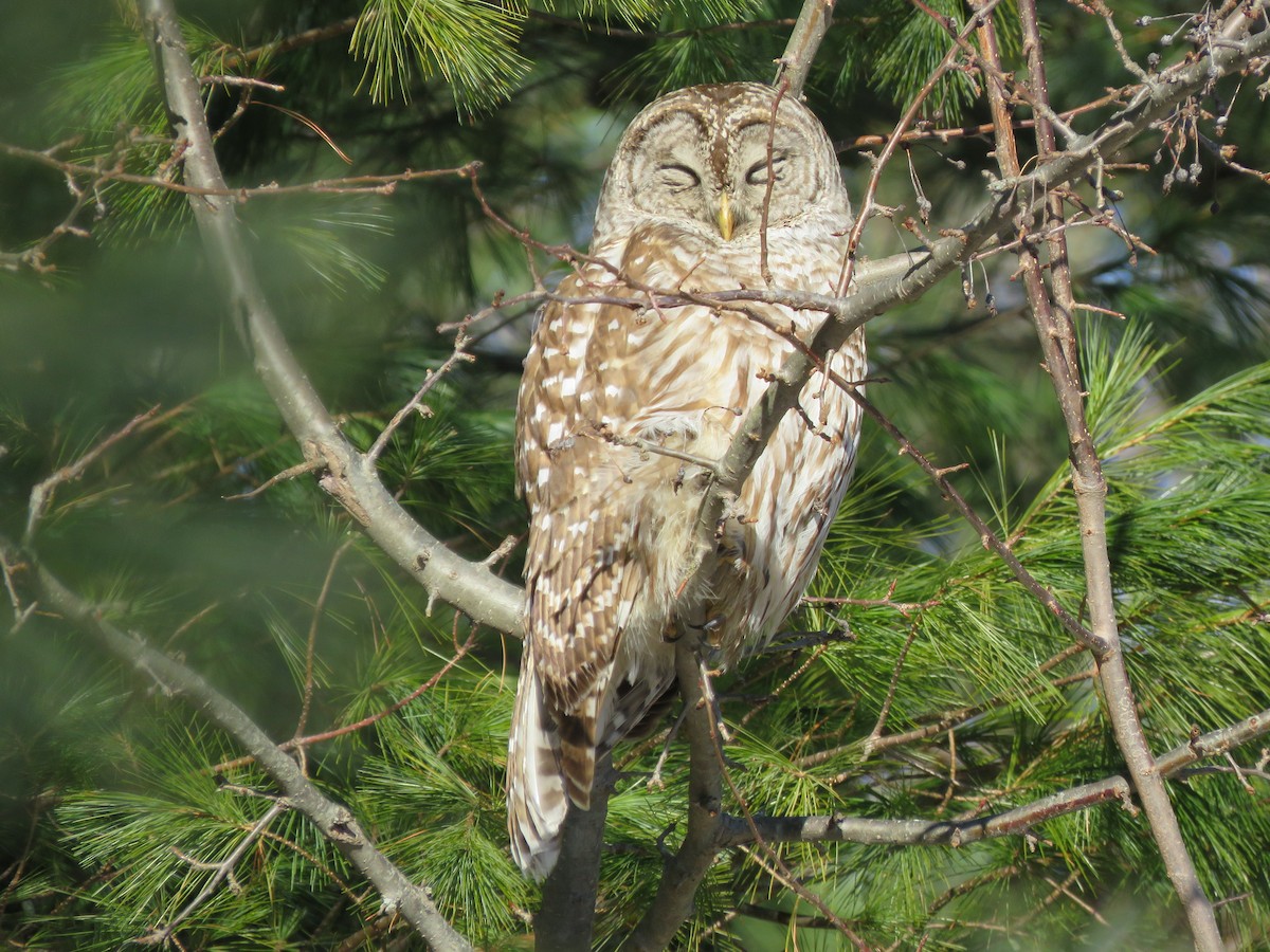 Barred Owl - ML525262361