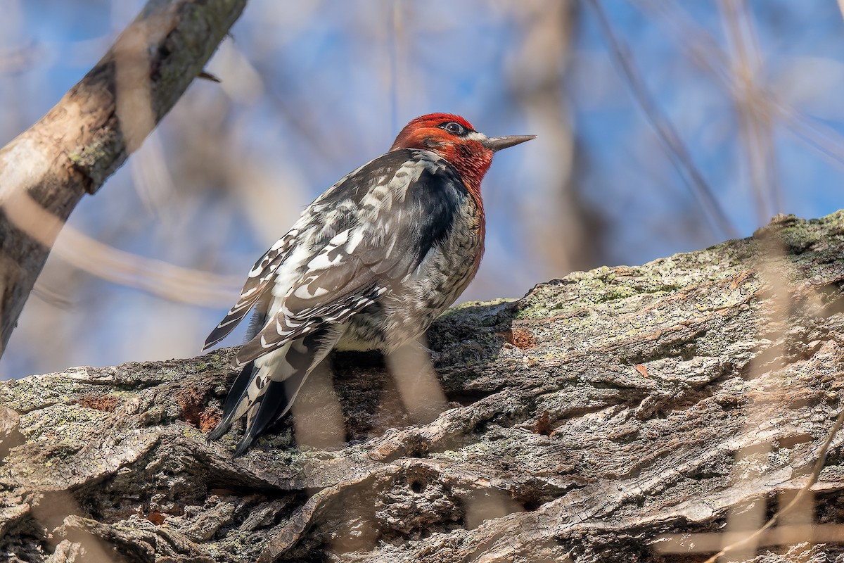 Red-breasted Sapsucker - ML525264061