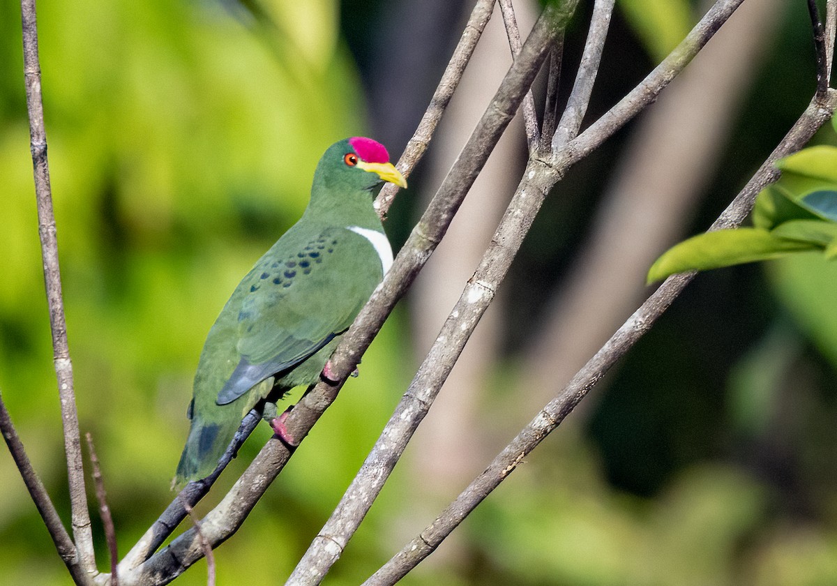 White-breasted Fruit-Dove - ML525267241