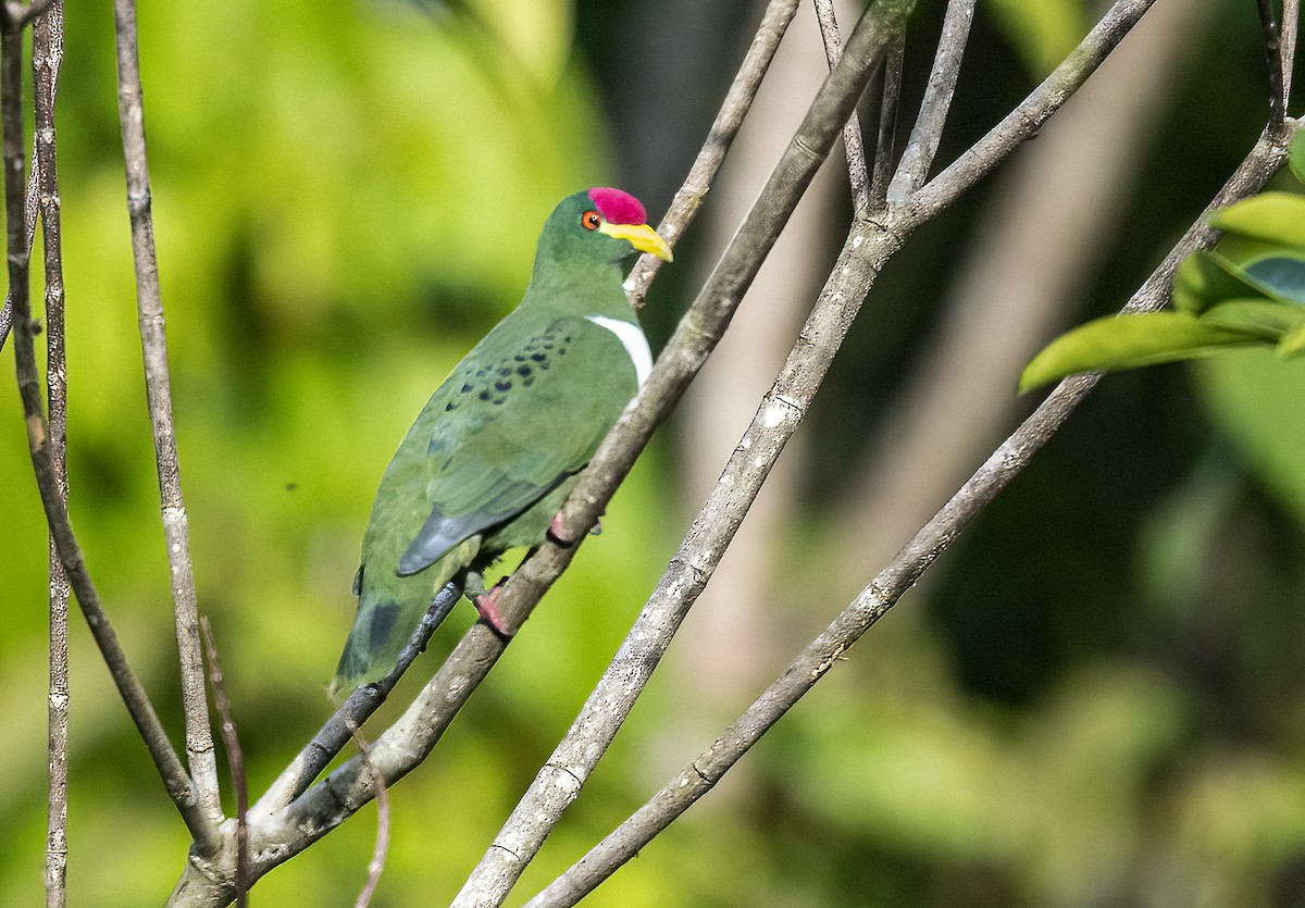 White-breasted Fruit-Dove - ML525267251