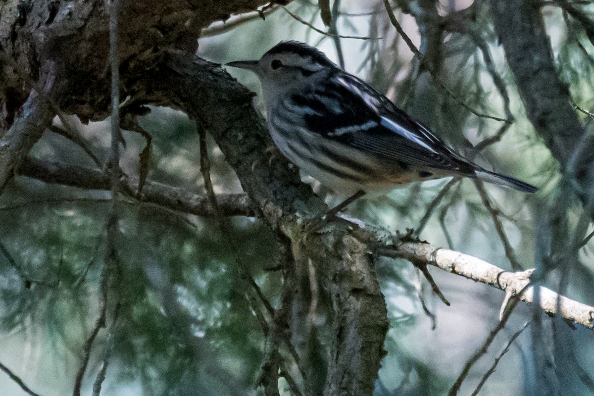 Black-and-white Warbler - ML525267481