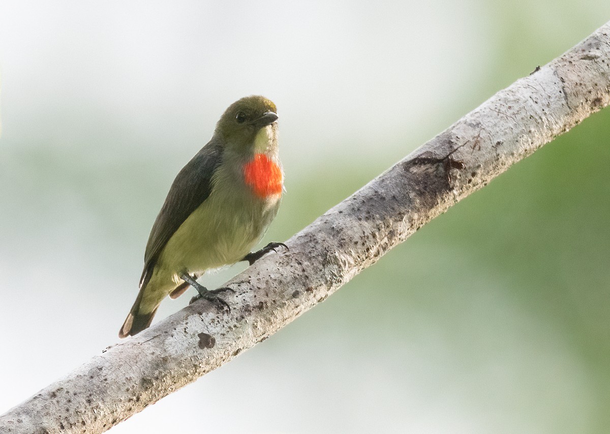 Olive-crowned Flowerpecker - John Sterling