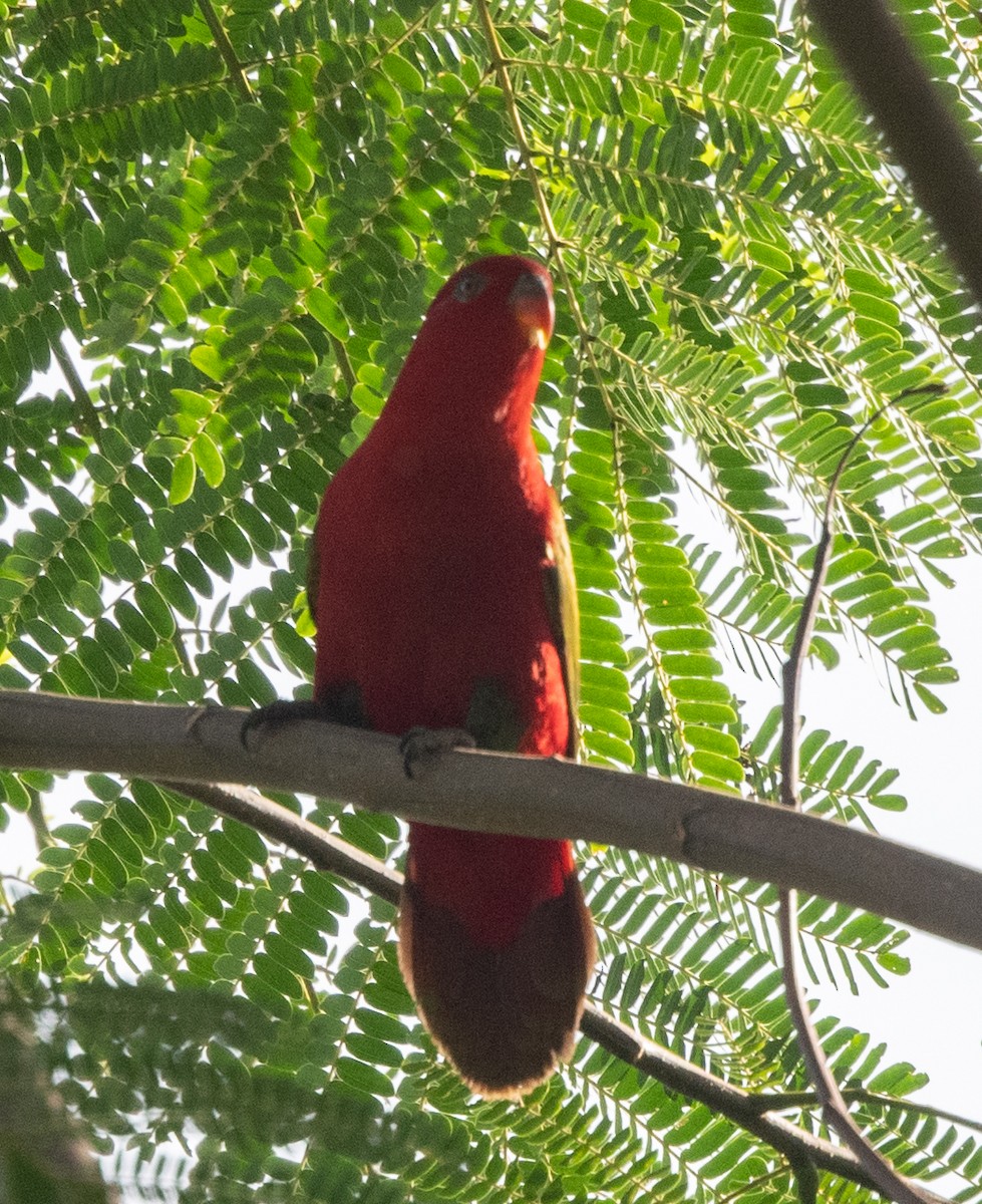 Chattering Lory - ML525269961