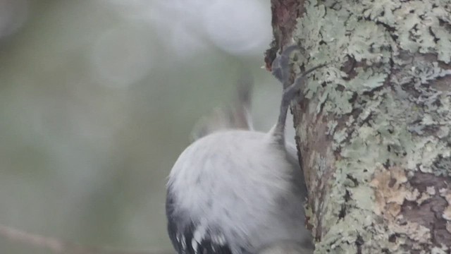 Hairy Woodpecker (Eastern) - ML525271841
