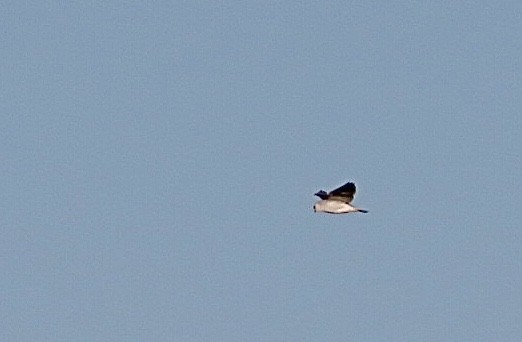 Black-winged Kite - ML525272151