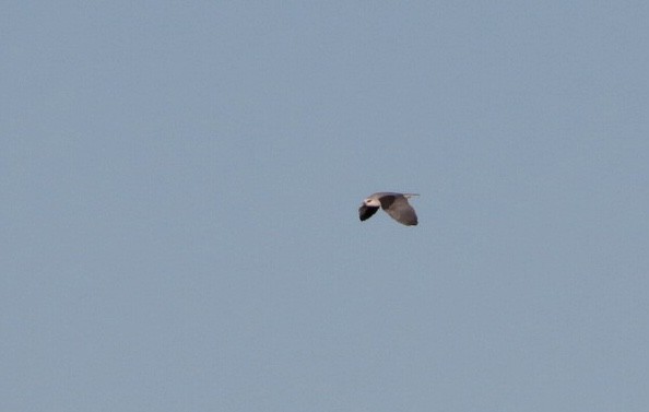 Black-winged Kite - ML525272161
