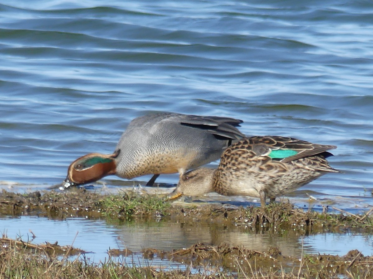 Green-winged Teal - ML52527441