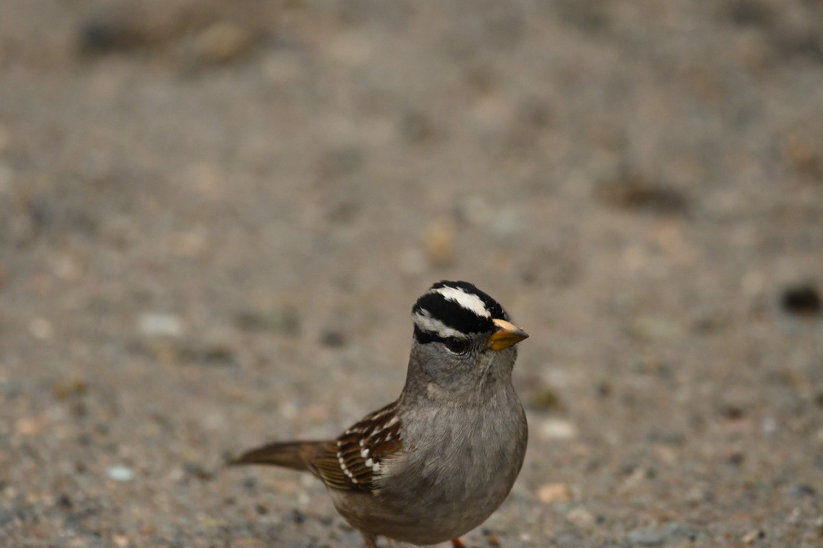 White-crowned Sparrow - ML525274411