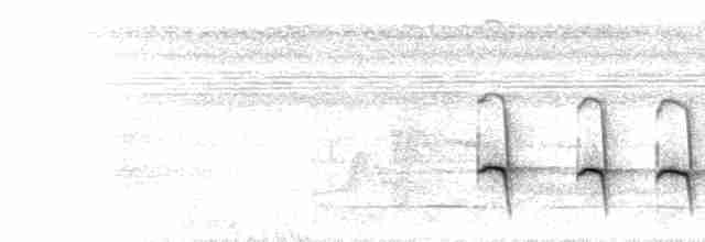  - Peruvian Warbling-Antbird