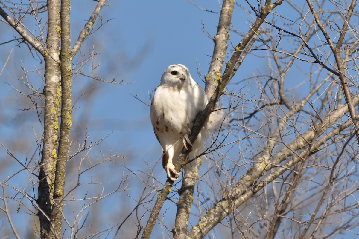 Red-tailed Hawk - ML525277521
