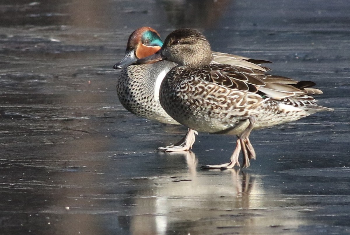 Green-winged Teal - ML52528111