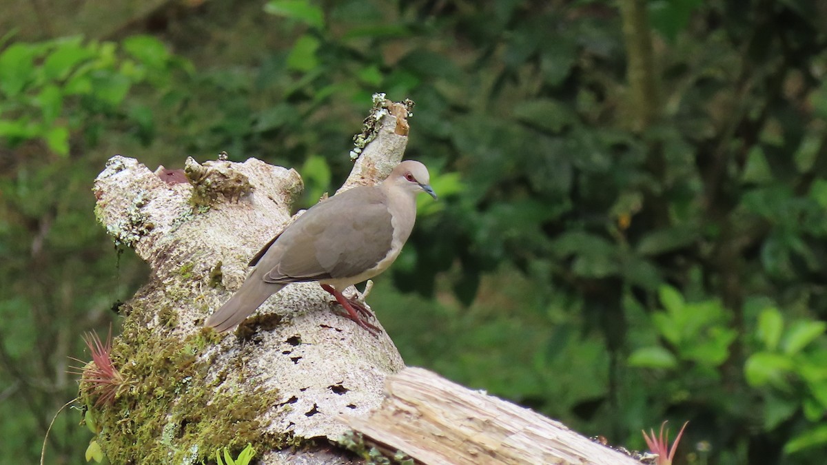 White-tipped Dove (decolor) - ML525284791
