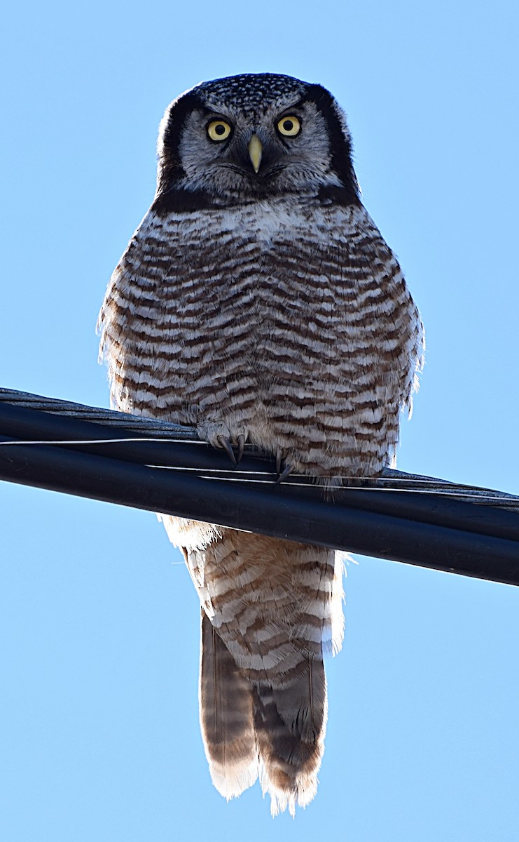 Northern Hawk Owl - Renee Levesque
