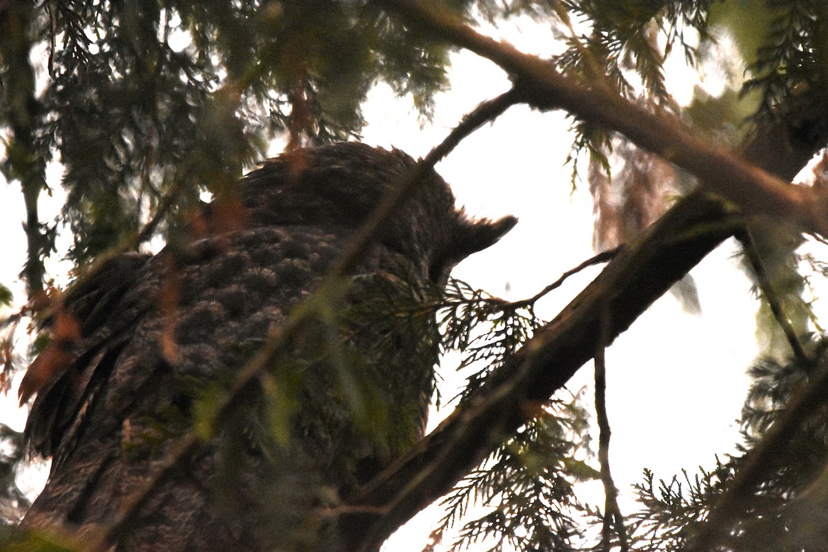 Great Horned Owl - ML525290121