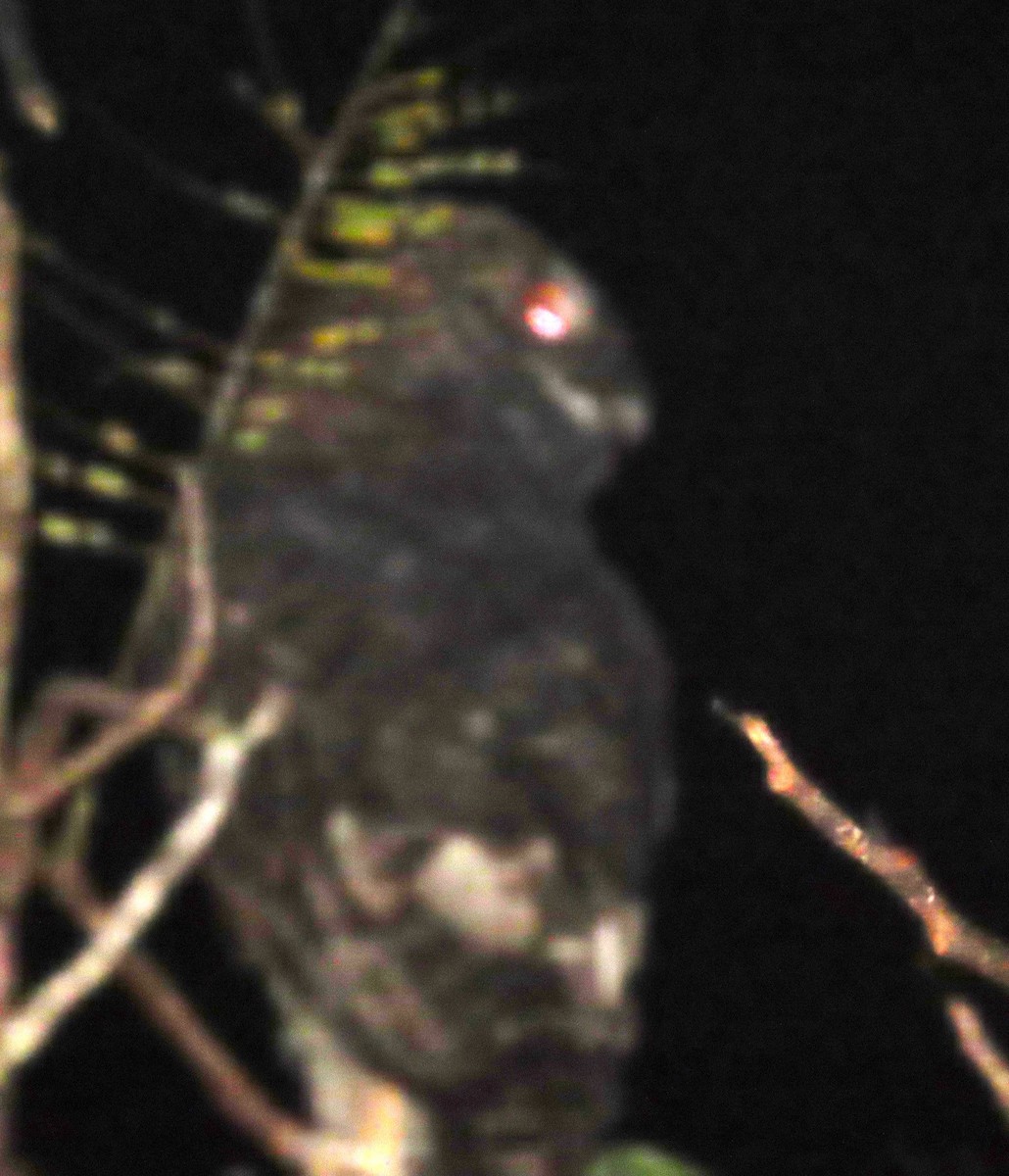 Черноватая сова - ML525293201
