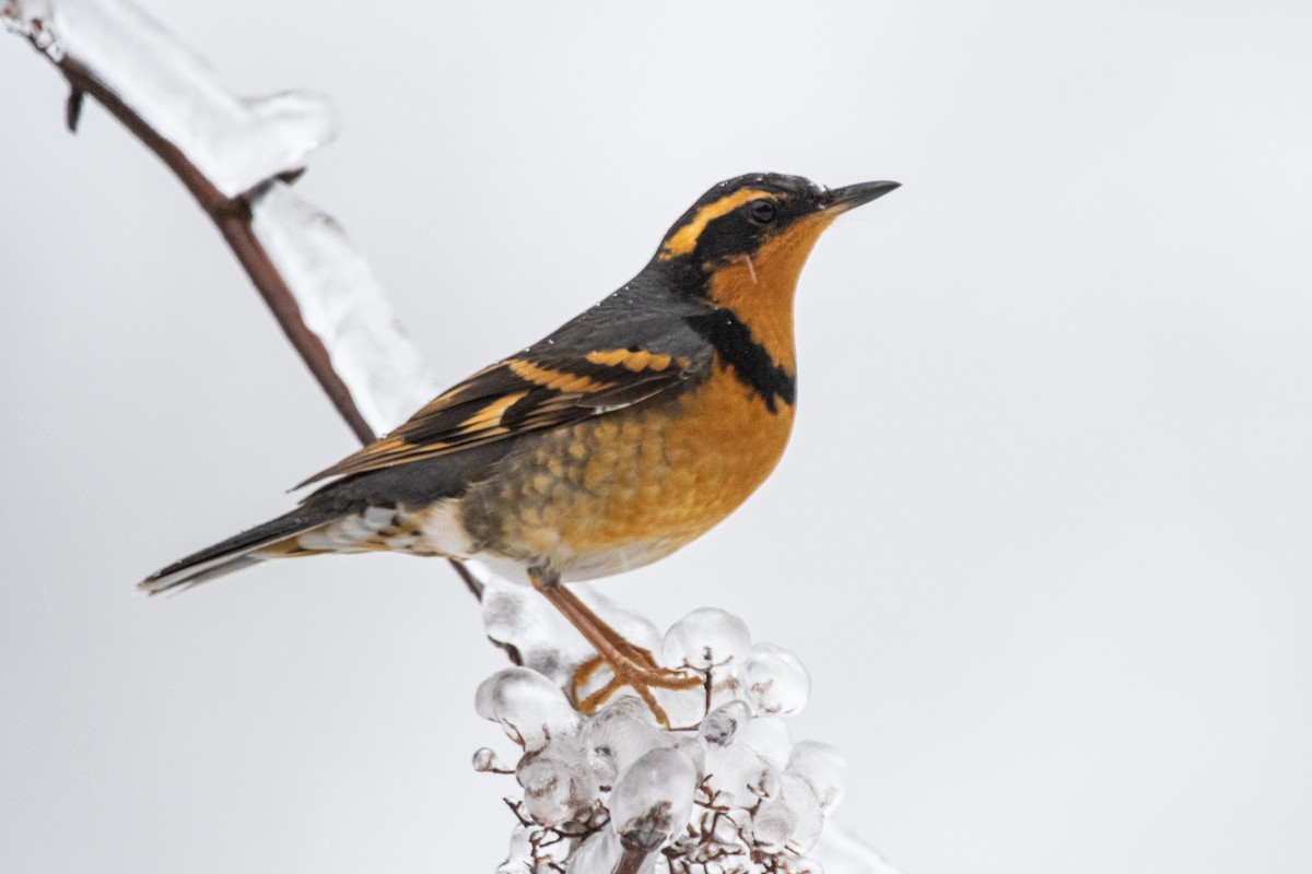 Varied Thrush at Abbotsford - Downes Road Home/Property by Randy Walker