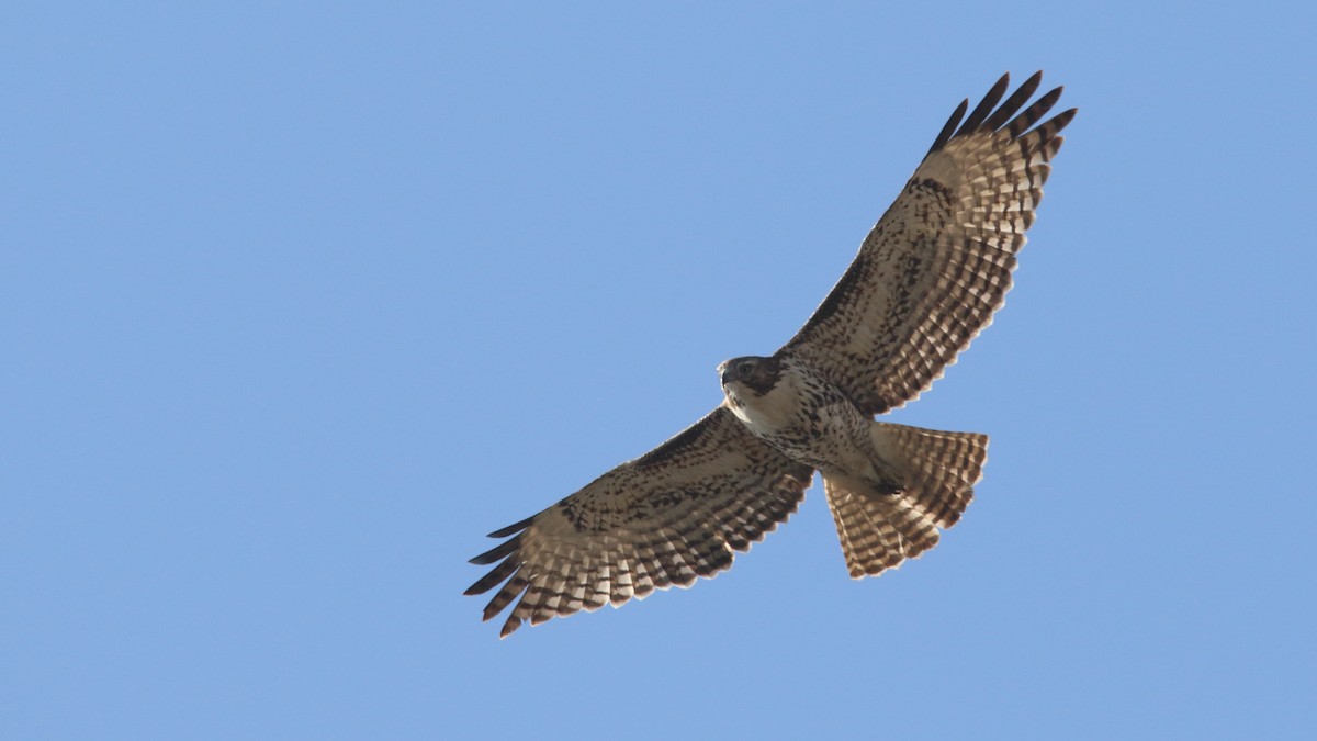 Red-tailed Hawk - ML525296701