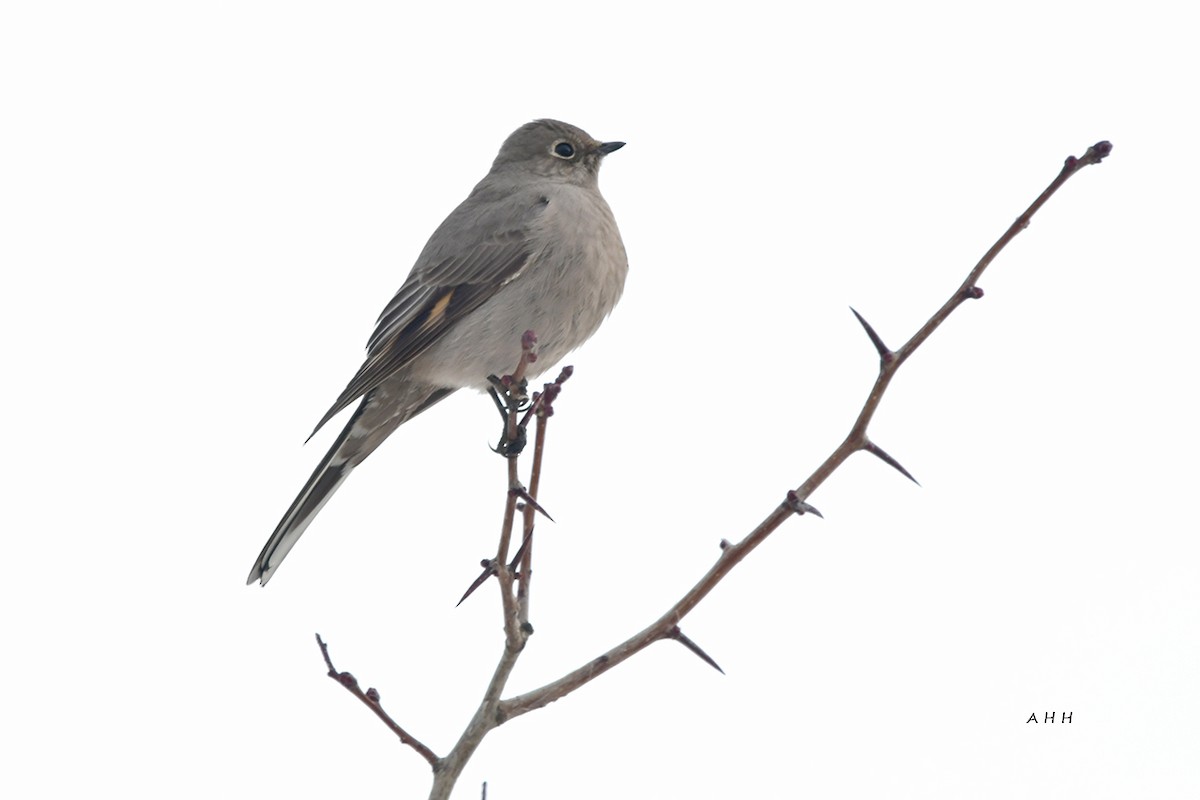 Townsend's Solitaire - A H H .