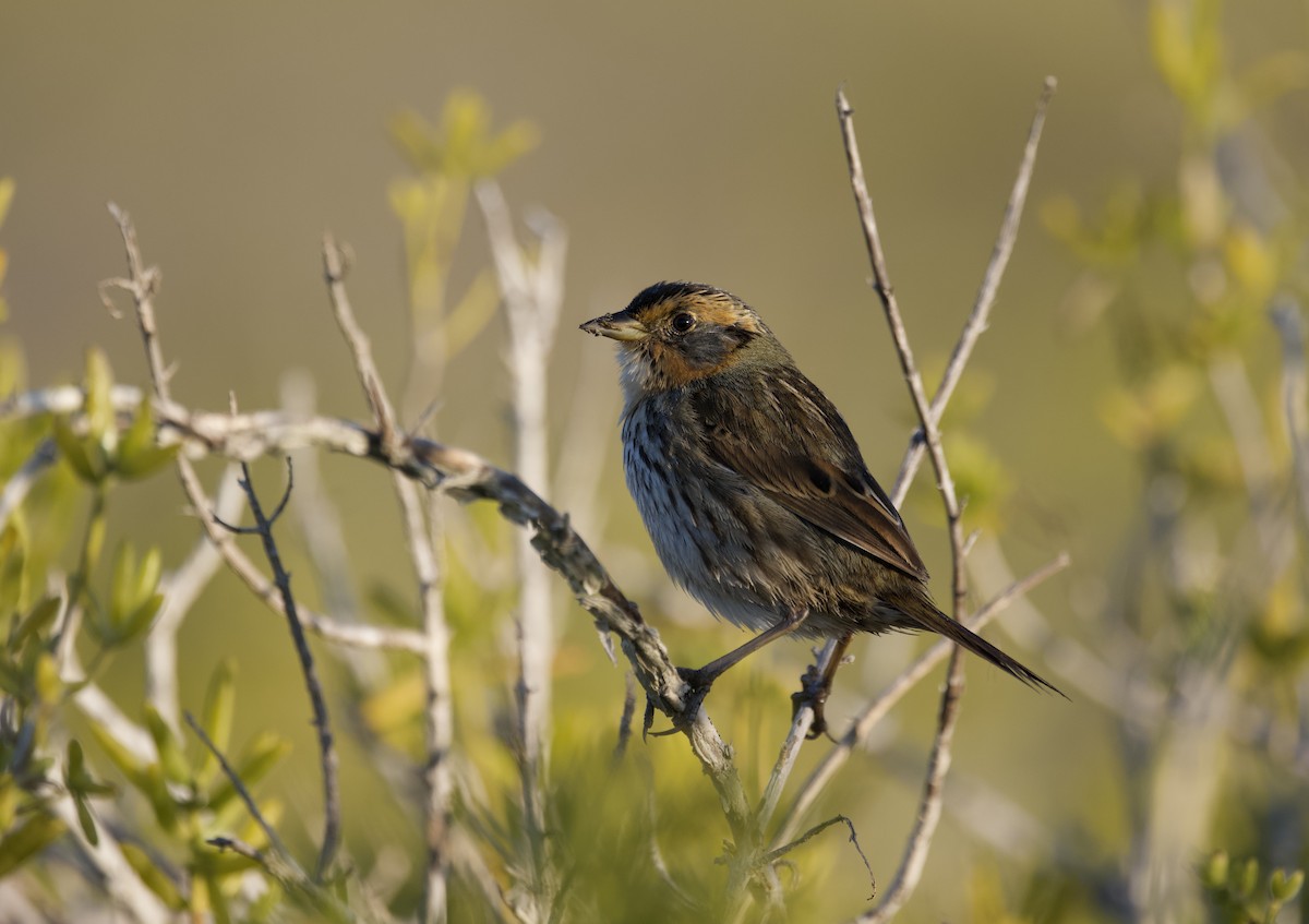 Saltmarsh Sparrow - David Alvarez