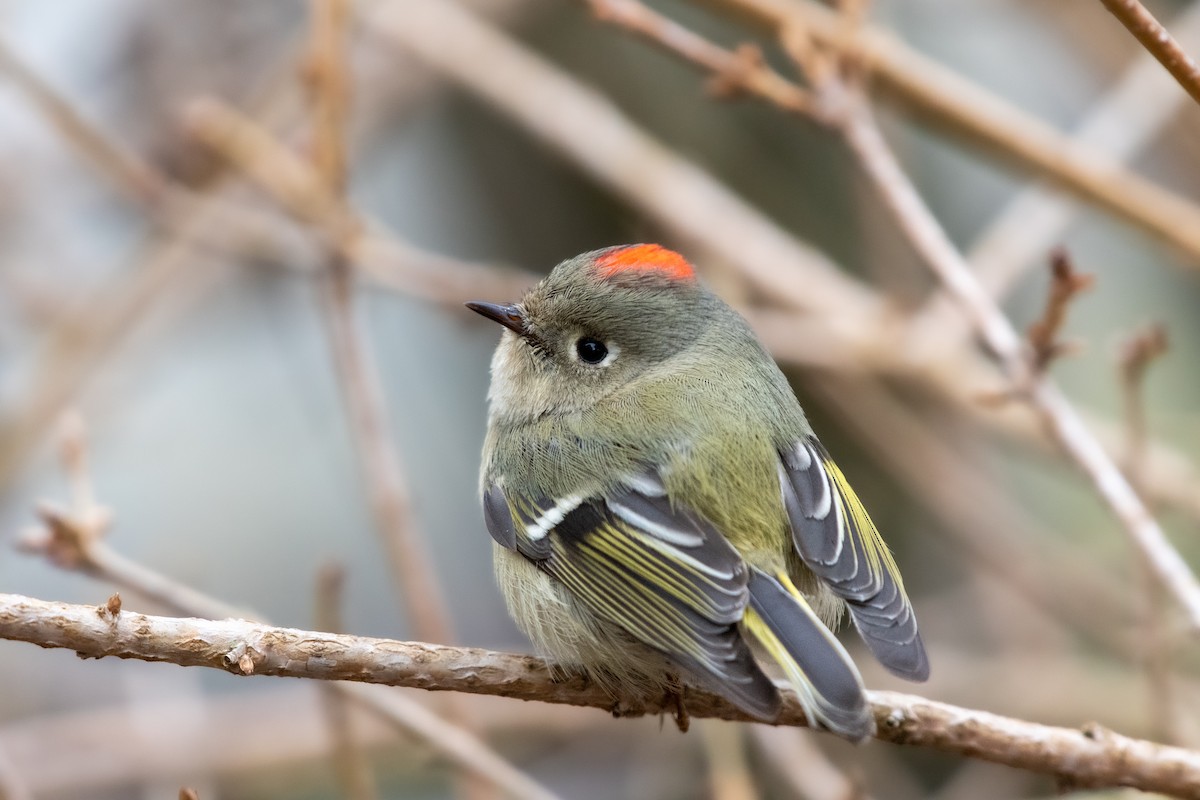Ruby-crowned Kinglet at Abbotsford - Downes Road Home/Property by Randy Walker