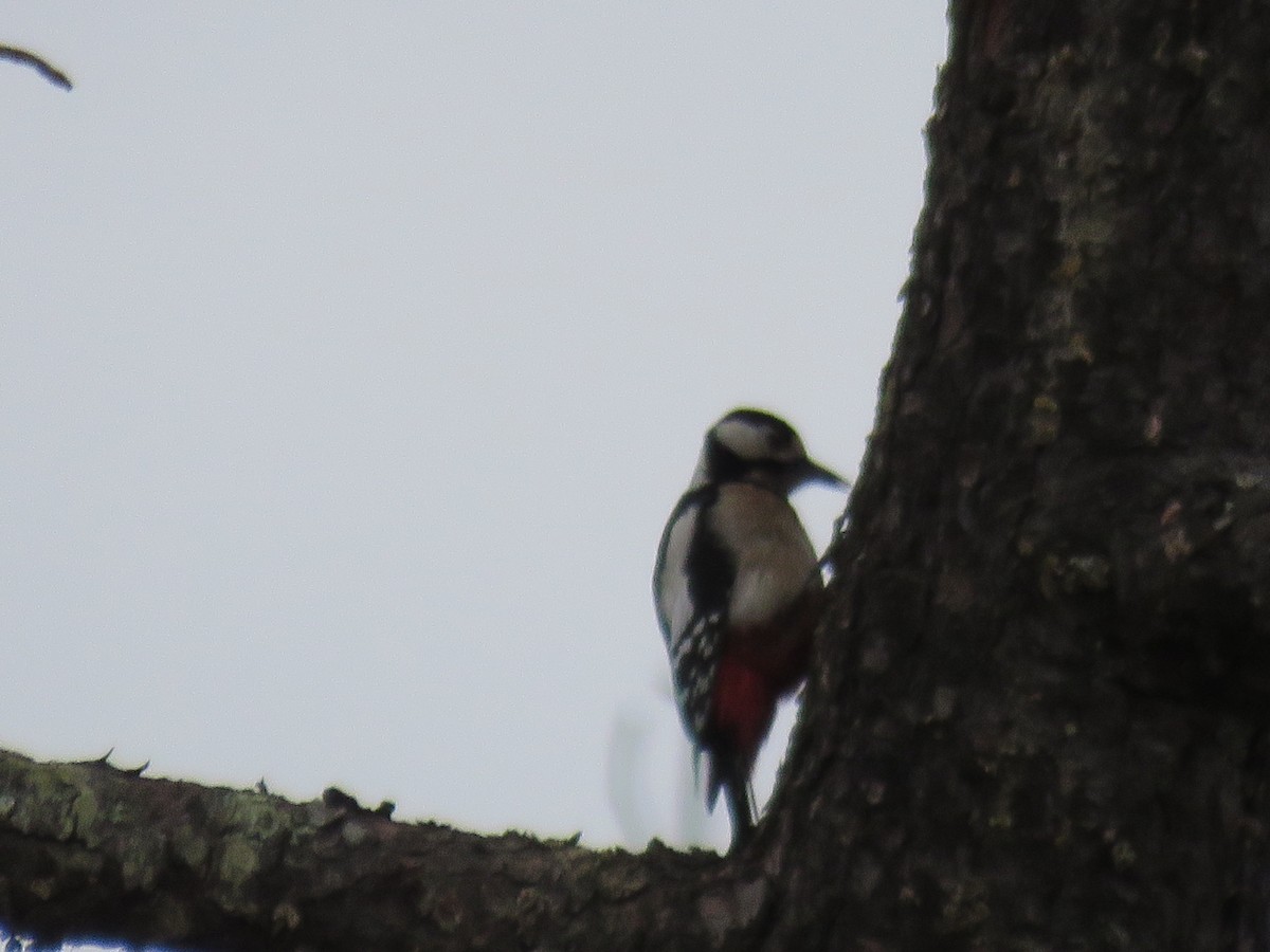 Great Spotted Woodpecker - ML525297561