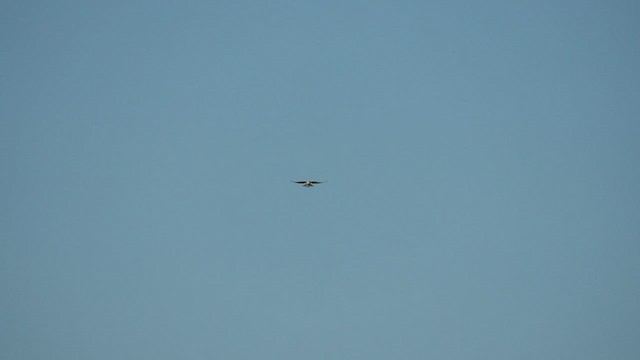 White-tailed Kite - ML525301161