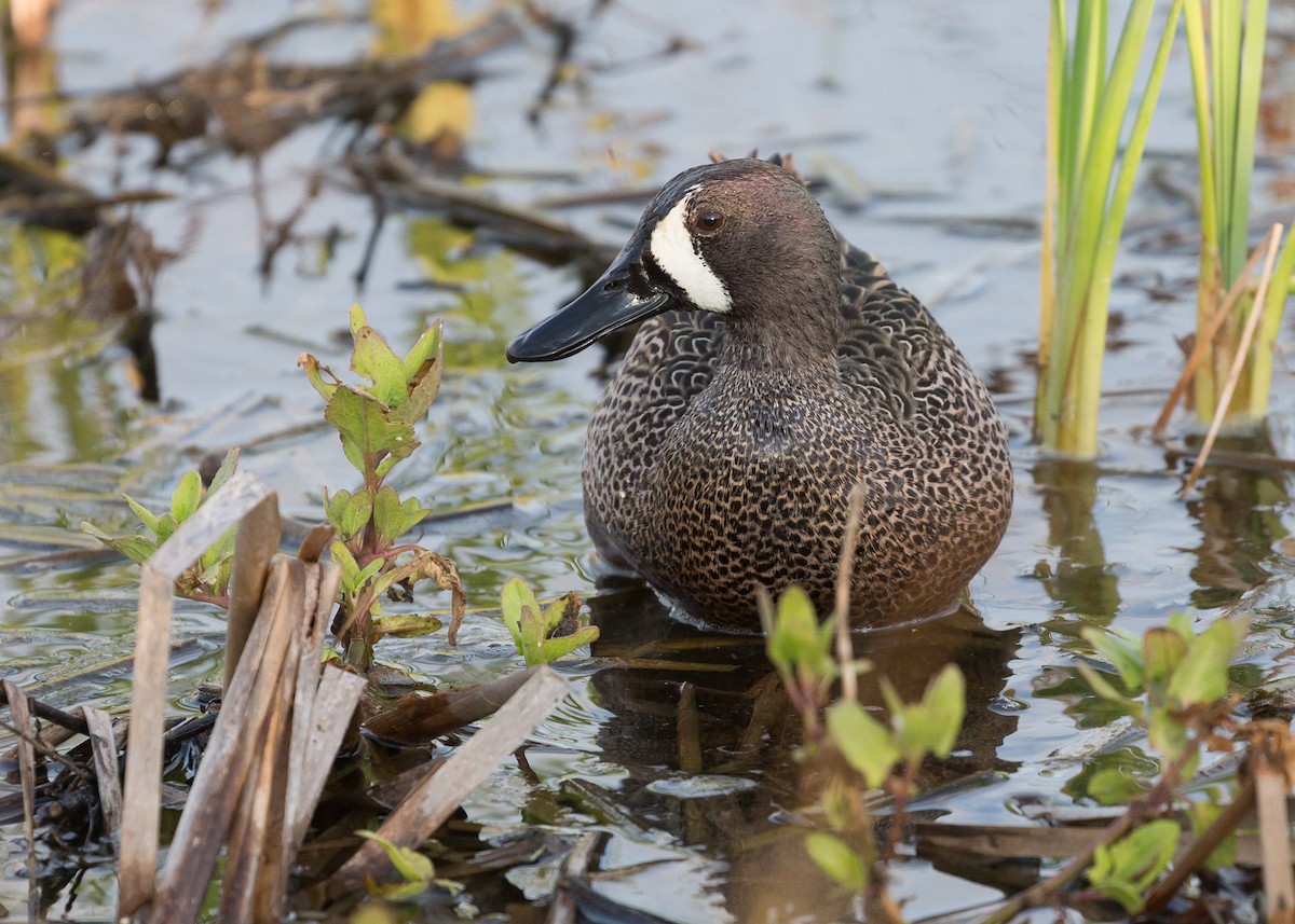 Blue-winged Teal - ML52530371