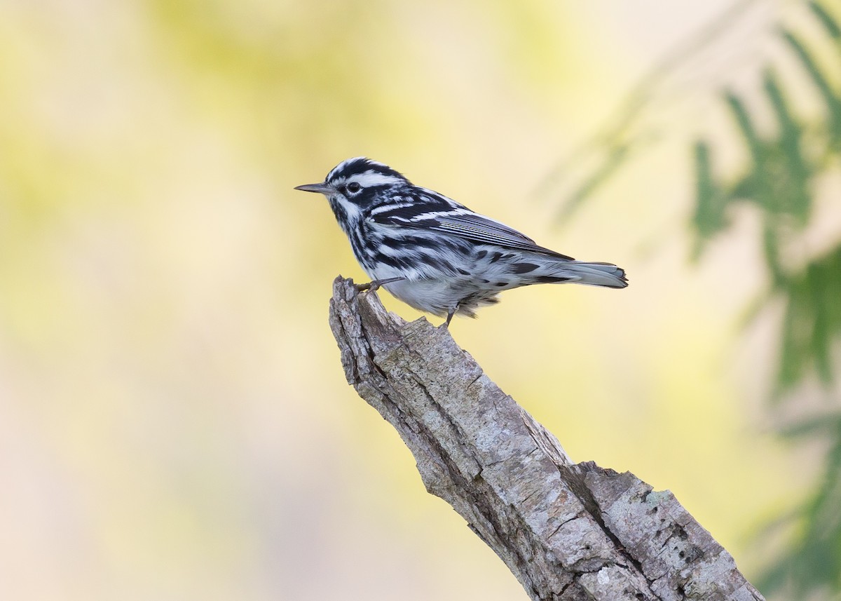 Black-and-white Warbler - ML52530491