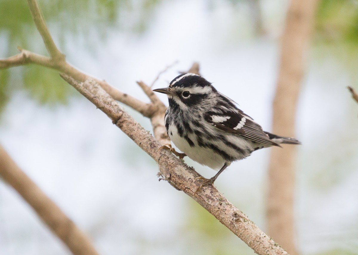 Black-and-white Warbler - ML52530501