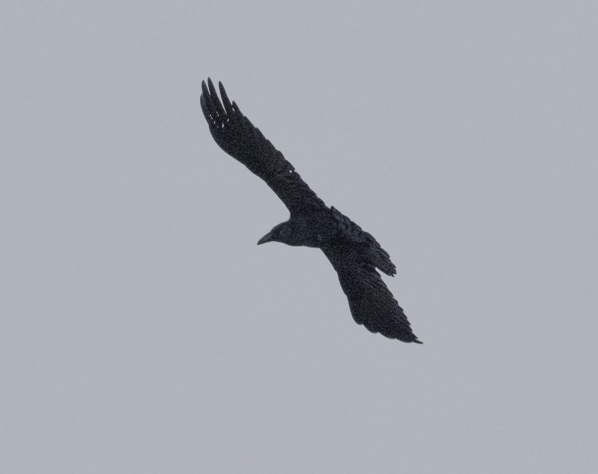 Common Raven - ML525305371