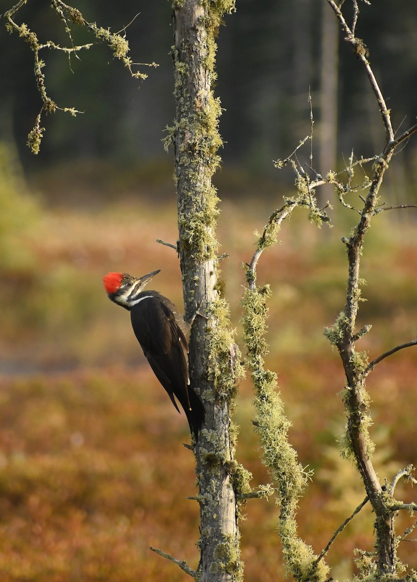 Pileated Woodpecker - ML525305431