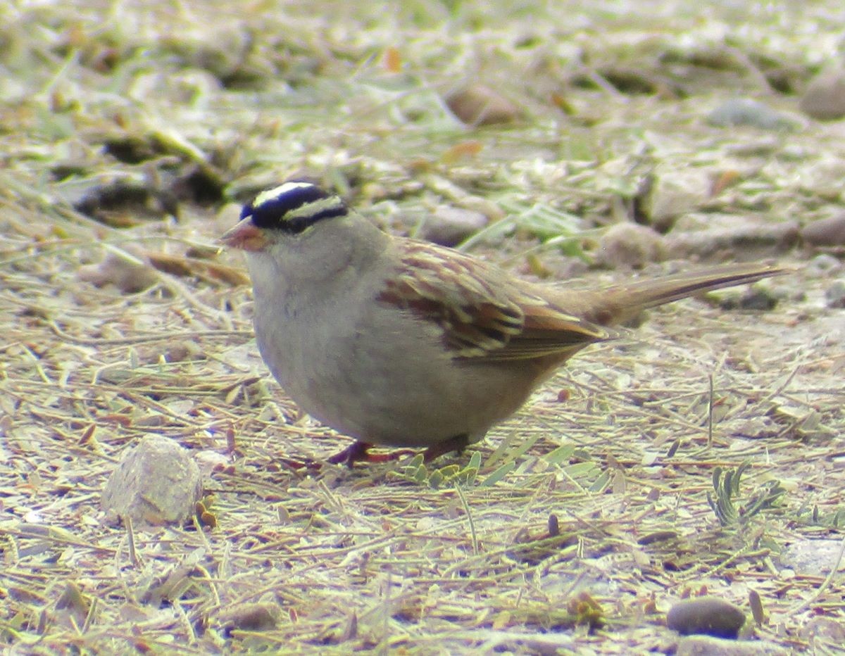 White-crowned Sparrow (Dark-lored) - ML525306941