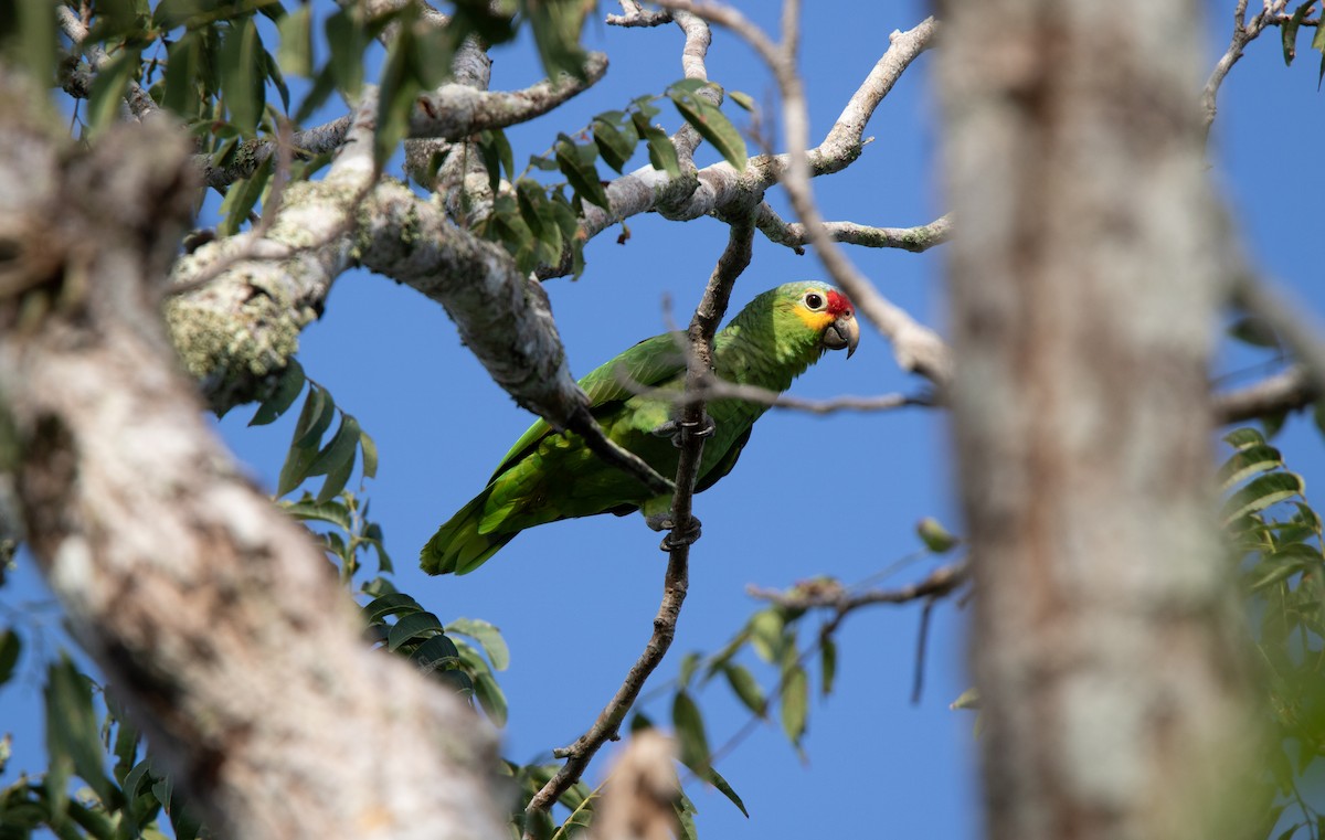 Red-lored Parrot - ML525315771