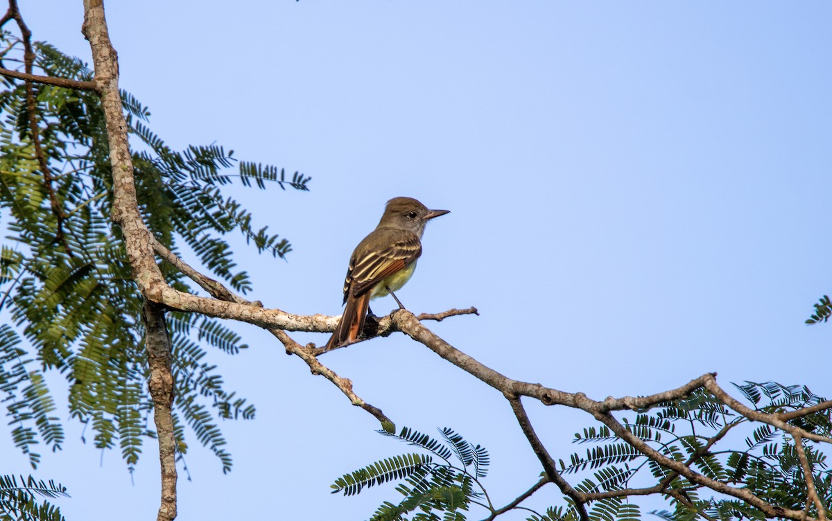 Great Crested Flycatcher - ML525316831