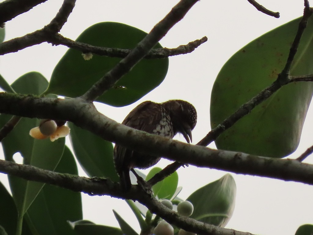 Scaled Piculet - ML525317611