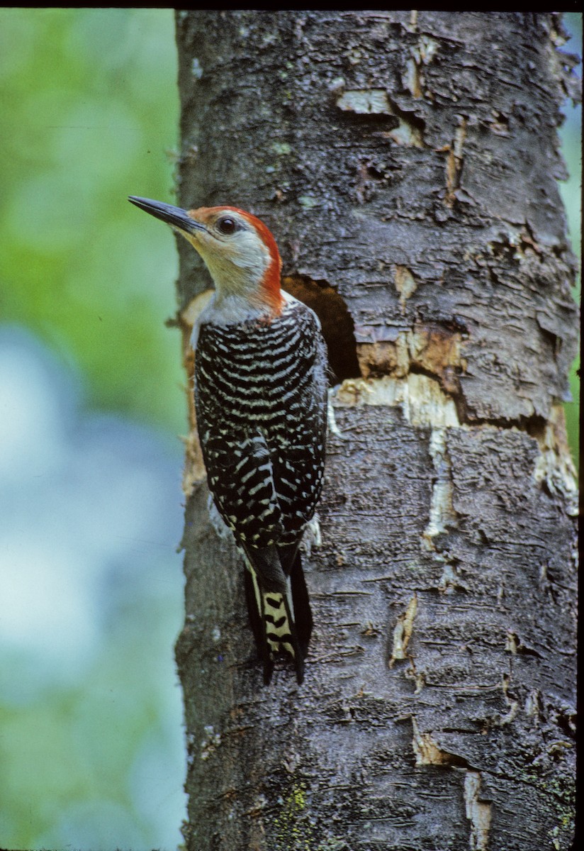 Red-bellied Woodpecker - Ed Burroughs