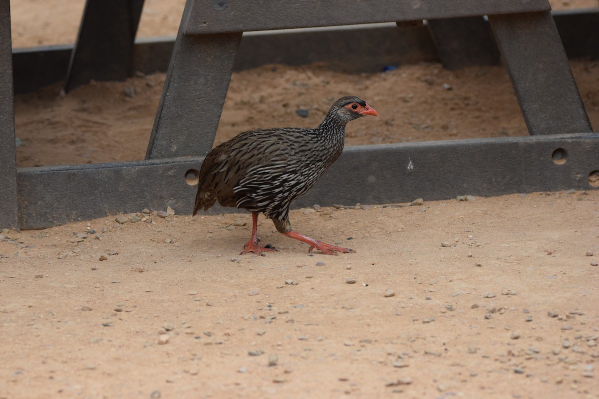 Red-necked Spurfowl (Southern) - ML52532511
